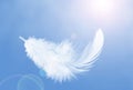 Lightly of White Fluffy Feather Floating in The Sky. Abstract Feather Flying in Heavenly.