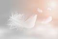 Lightly of White Fluffy Feathers Floating in The Sky. Abstract Feather Flying in Heavenly.