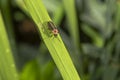 Lightning Bug on Blade of Grass Royalty Free Stock Photo