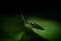 Lightning Bug on a Leaf Royalty Free Stock Photo