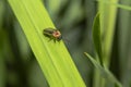 Lightning Bug Royalty Free Stock Photo