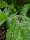 Lightning bug about to take flight after rainstorm