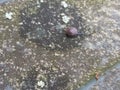 Lightning Fast Snail