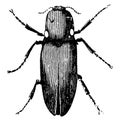 Lightning Spring Beetles, vintage illustration