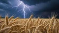 Golden Wheat Field Under a Dramatic Thunderstorm Royalty Free Stock Photo