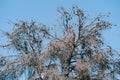 Lightning struck a pine tree. Dry coniferous tree with gray branches and cones against the blue sky. Royalty Free Stock Photo