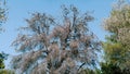 Lightning struck a pine tree. Dry coniferous tree with gray branches and cones against the blue sky. Royalty Free Stock Photo