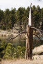 Lightning Struck Pine Tree at Lake