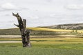 Lightning struck tree