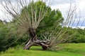 Lightning-struck Tree, River Stour, Flatford, Suffolk, UK