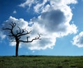 Lightning Tree. Royalty Free Stock Photo