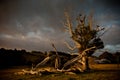 Lightning Tree Royalty Free Stock Photo