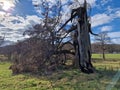 The lightning tree Royalty Free Stock Photo