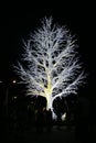 Lightning tree Royalty Free Stock Photo