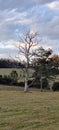 Lightning tree nsw Australia Royalty Free Stock Photo