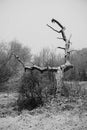 Lightning tree with snow on it Royalty Free Stock Photo