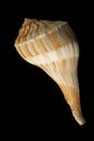 Lightning Whelk Royalty Free Stock Photo