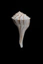 Lightning Whelk Royalty Free Stock Photo