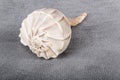 Lightning Whelk Shell Royalty Free Stock Photo