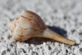 Lightning whelk shell, Sinistrofulgur perversum, found on a beach Royalty Free Stock Photo