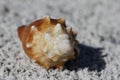 Front view of a Florida fighting conch, Strombus alatus, found on a beach Royalty Free Stock Photo