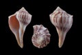 Lightning whelk-Sinistrofulgur perversum Royalty Free Stock Photo