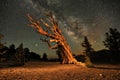 Illuminated Bristlecone Pine Tree in the Forest
