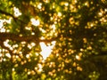 Lights glittering in the leaves of tree Royalty Free Stock Photo