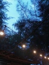 lights hanging in the trees at night hark