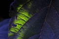 Lights On Leaf