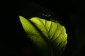 Lights On Leaf