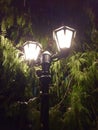 Lights near a green tree in the snow