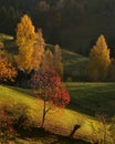 Lights, shadows and trees in autumn