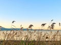 Ligned line of Common reed plants by a lake under sunset sky Royalty Free Stock Photo