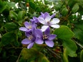 Lignum vitae flowers Royalty Free Stock Photo