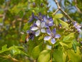 Lignum vitae or Guaiacum officinale with bee Royalty Free Stock Photo