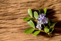 Lignum vitae or Guaiacum officinale flowers and green leaves on an old wood background Royalty Free Stock Photo