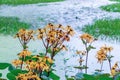 Ligularia dentata Desdemona blossom on the shore, yellow flowers bloom near the water, autumn nature floral horizontal background