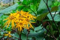 Ligularia dentata Desdemona blossom yellow flowers, horizontal floral background