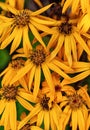 Ligularia dentata Desdemona, family Astrovidae Asteraceae. Yellow floral background. Close up