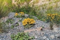 Ligularia dentata Desdemona is a wild perennial flower growing in the mountains