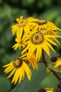 Ligularia dentata Desdemona yellow flowers with long petals. Decorative perennials of the aster family, close-up bokeh vertical