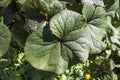 Ligularia dentata, the summer ragwort