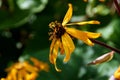 Ligularia Flower in Autumn Royalty Free Stock Photo