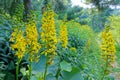 Ligularia flowers Royalty Free Stock Photo