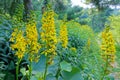 Ligularia flowers