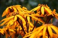 Ligularia flowers. A side view in approach.