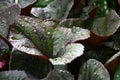 Ligularia leaves after a rain.