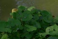 Ligularia or leopard plant foliage in half shade moist soil on river bank, ligularia wilsoniana leaves in early spring without