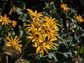 Ligularia \'Osiris Cafe Noir\' with yellow daisy flowers. Flat-topped clusters of brown-centred, golden flowers